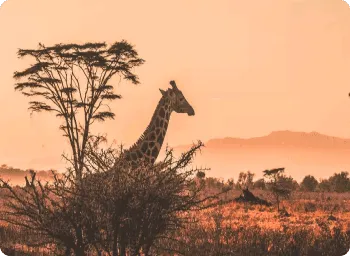 ToAfrica Best flight deals to Africa