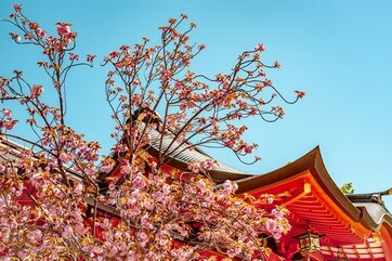 Business Class to Japan in Spring: Cherry Blossoms, Ancient Cities, and Why This Is the Trip of a Lifetime