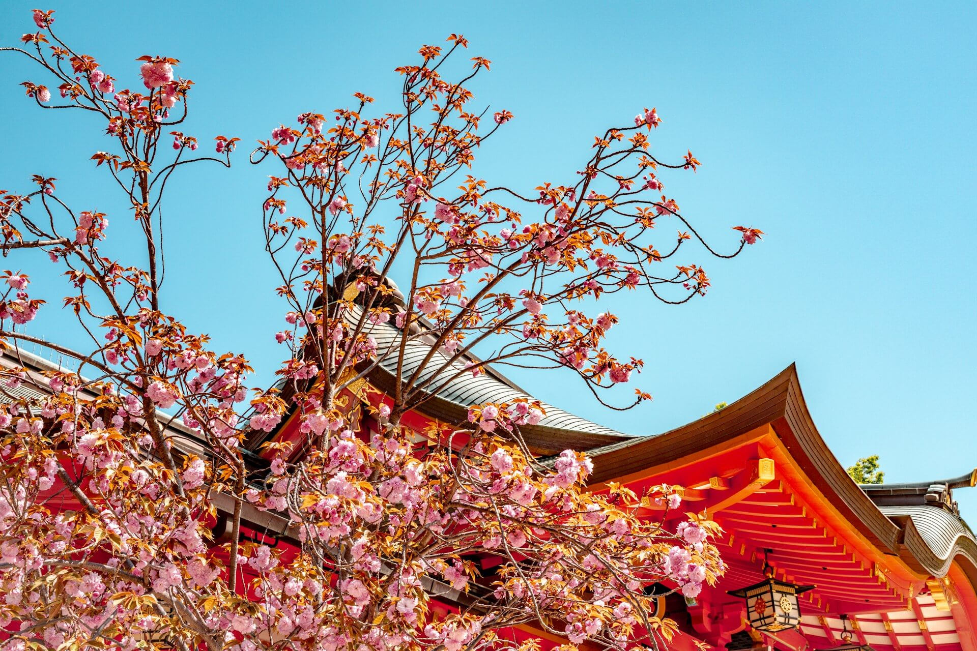 Business Class to Japan in Spring: Cherry Blossoms, Ancient Cities, and Why This Is the Trip of a Lifetime